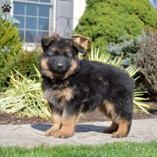 Falcon, German Shepherd Puppy