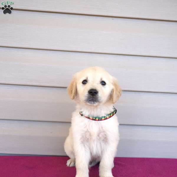 Falcon, Golden Retriever Puppy