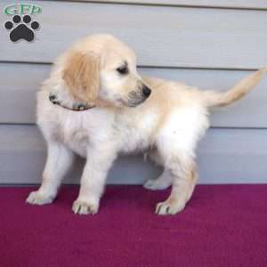 Falcon, Golden Retriever Puppy
