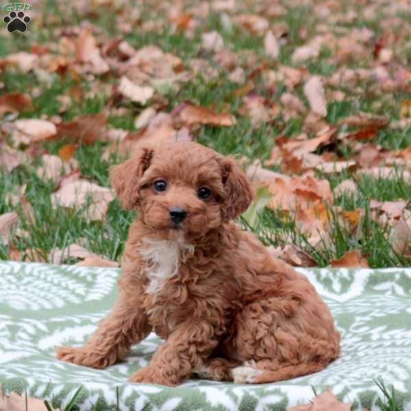 Fallon, Cavapoo Puppy
