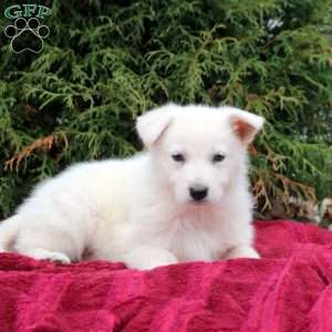 Fallon, German Shepherd Puppy