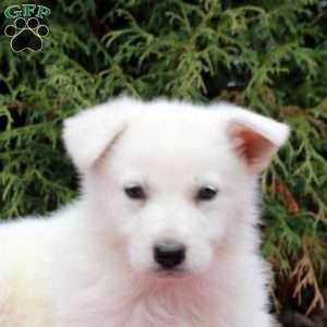 Fallon, German Shepherd Puppy