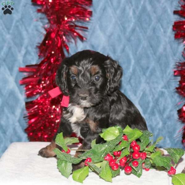 Fancy, Cockapoo Puppy