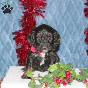 Fancy, Cockapoo Puppy