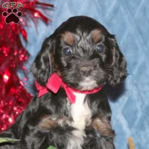 Fancy, Cockapoo Puppy