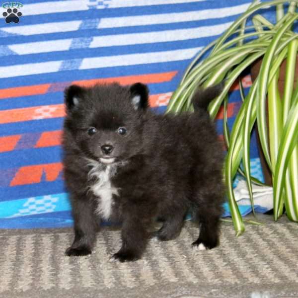 Fancy, Pomeranian Puppy