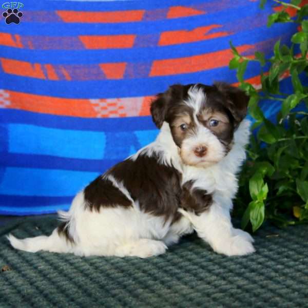 Fancy, Havanese Puppy
