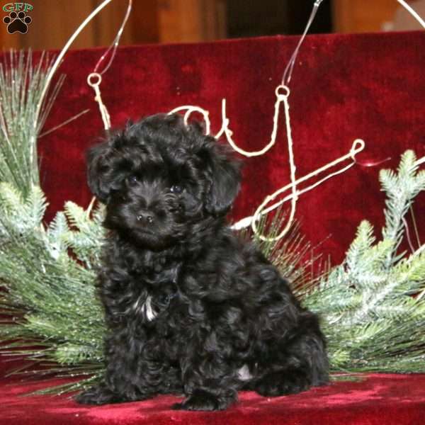 Fancy, Yorkie Poo Puppy