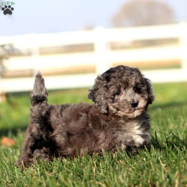 Fancy, Bich-Poo Puppy