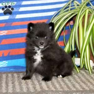 Fancy, Pomeranian Puppy