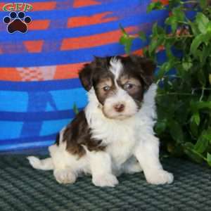 Fancy, Havanese Puppy