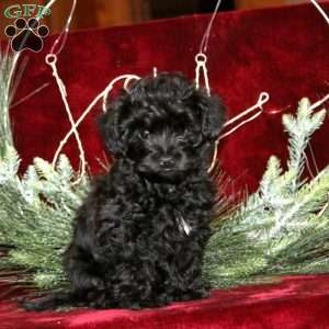 Fancy, Yorkie Poo Puppy