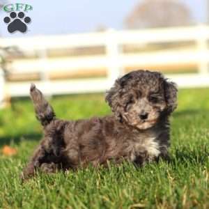 Fancy, Bich-Poo Puppy