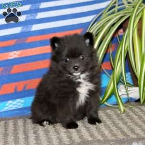 Fancy, Pomeranian Puppy