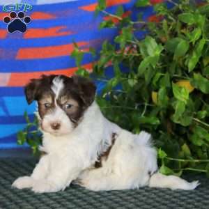 Fancy, Havanese Puppy