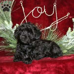 Fancy, Yorkie Poo Puppy