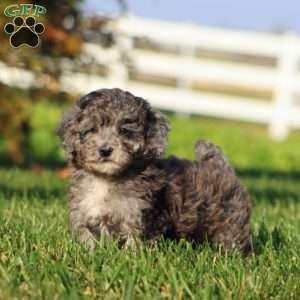 Fancy, Bich-Poo Puppy