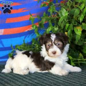 Fancy, Havanese Puppy