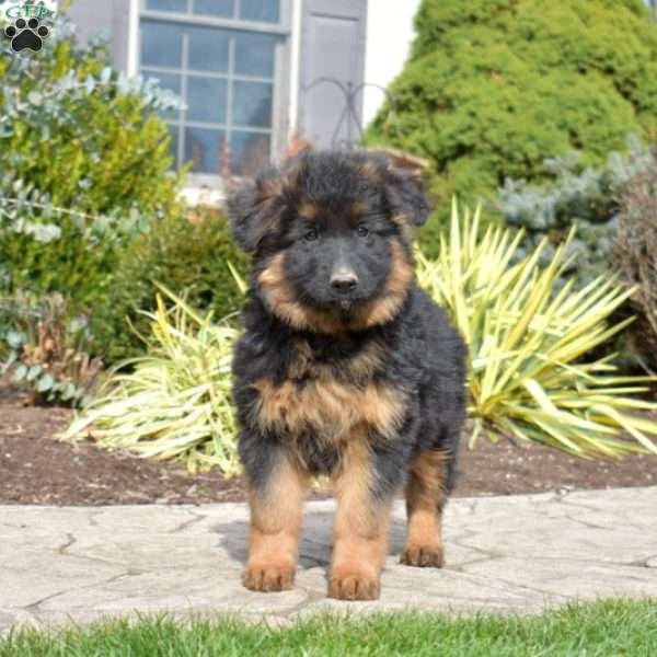 Fantasia, German Shepherd Puppy