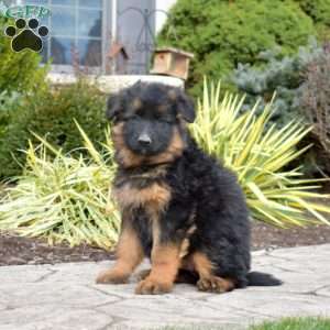 Fantasia, German Shepherd Puppy