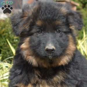 Fantasia, German Shepherd Puppy