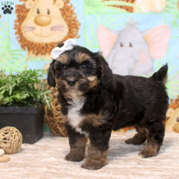 Faye, Yorkie Poo Puppy