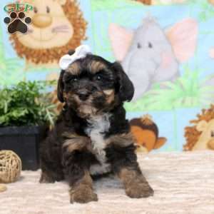 Faye, Yorkie Poo Puppy