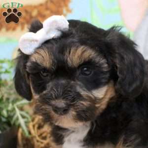 Faye, Yorkie Poo Puppy