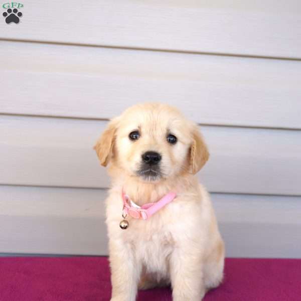 Felica, Golden Retriever Puppy