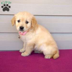 Felica, Golden Retriever Puppy