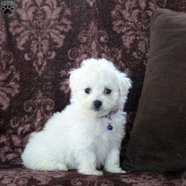 Felicity, Bichon Frise Puppy