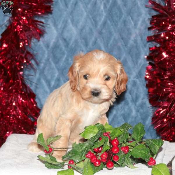 Felicity, Cockapoo Puppy