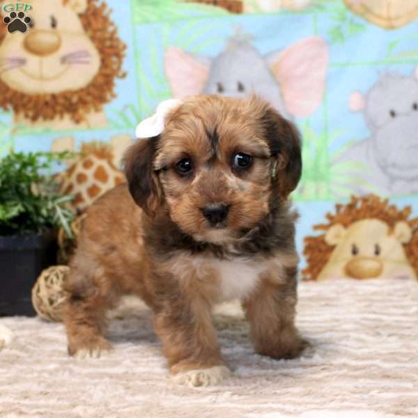 Felicity, Yorkie Poo Puppy