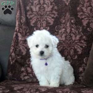 Felicity, Bichon Frise Puppy