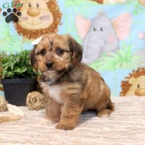 Felicity, Yorkie Poo Puppy