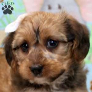 Felicity, Yorkie Poo Puppy