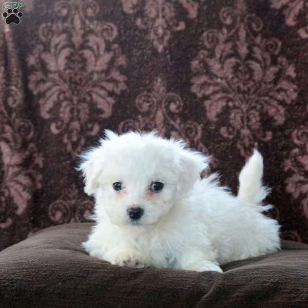 Felix, Bichon Frise Puppy