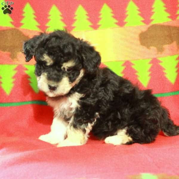 Felix, Havapoo Puppy