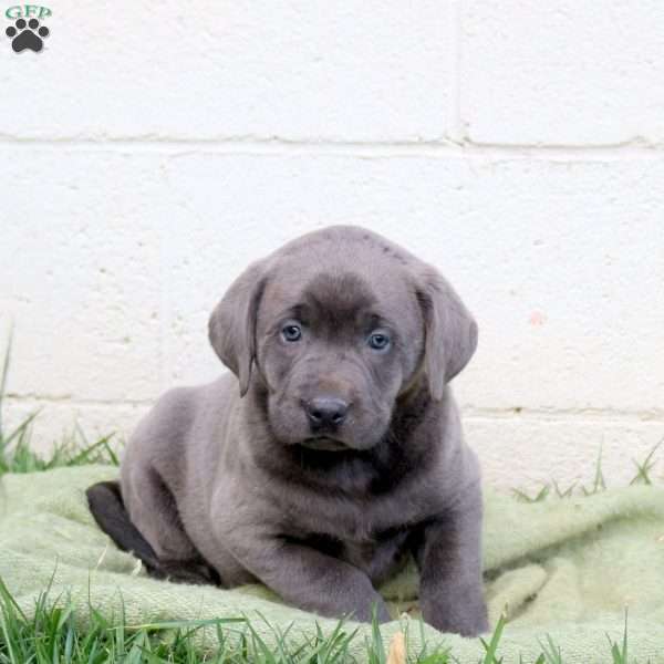 Felix, Charcoal Labrador Retriever Puppy