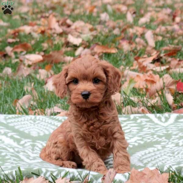 Felix, Cavapoo Puppy