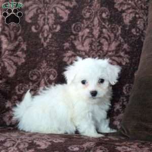 Felix, Bichon Frise Puppy