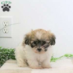 Felix, Teddy Bear Puppy