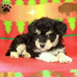 Felix, Havapoo Puppy