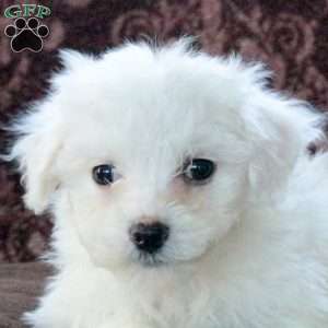 Felix, Bichon Frise Puppy