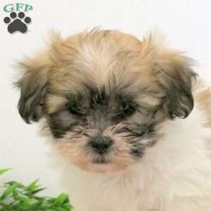 Felix, Teddy Bear Puppy