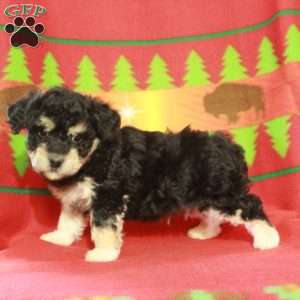 Felix, Havapoo Puppy