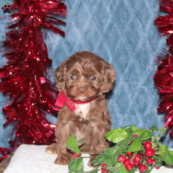 Fern, Cockapoo Puppy