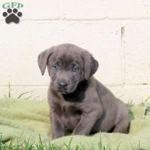 Fern, Charcoal Labrador Retriever Puppy