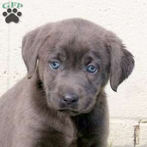Fern, Charcoal Labrador Retriever Puppy