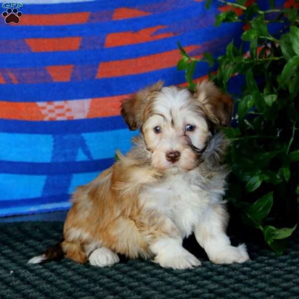 Fern, Havanese Puppy